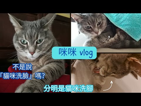 【咪咪 Vlog】”貓洗腳“