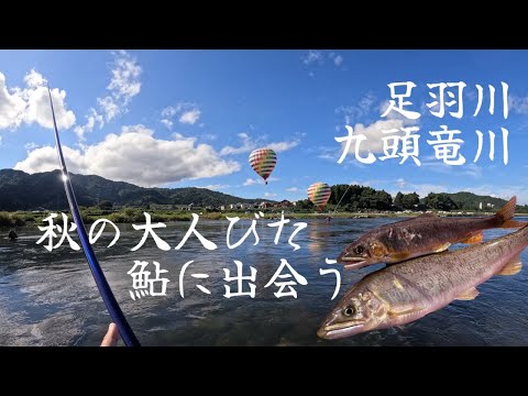 秋の足羽川九頭竜川で大人びた鮎に出会う【10月5,6日】