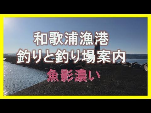 和歌浦漁港、新和歌浦漁港の釣りと釣り場紹介　魚種魚影濃いです