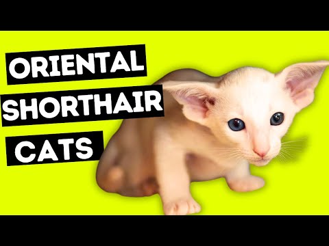 Oriental Shorthair Cat Breeds - ориентальная кошка #catbreed #orientalshorthair #shorts