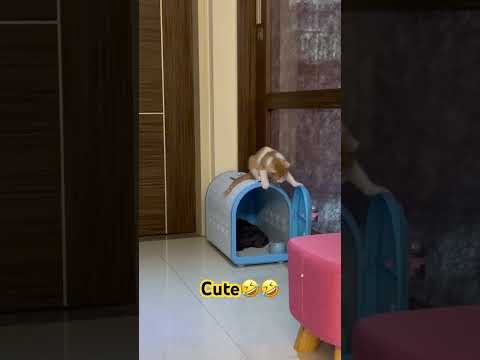 So cute 🫶#video #viral #cat #animals #shorts #cute