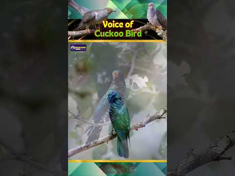 Echoes of the Cuckoo Bird Voice | Nature’s Master Mimic of Koyal Bird | Creative Nature #shorts