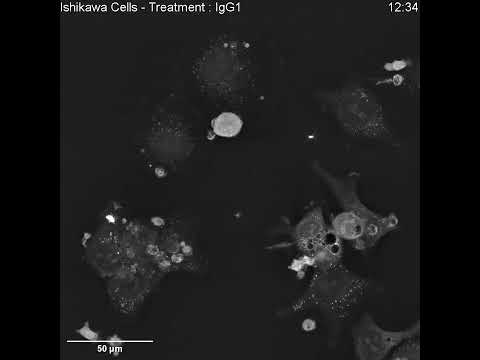 New possibilities for potent cancer immunotherapies with Nanolive solutions