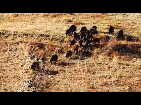 FULL ACTION WILD BOAR HUNT - 3 AKSİYON DOLU DOMUZ AVI - 3