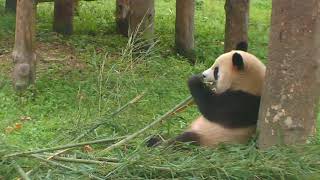 Happiness Village Baby Pandas Cam 10-05-2017 21:00:16 - 22:00:04