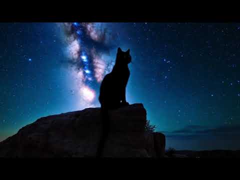 A cat looks at space, stars, galaxies and the Milky Way.