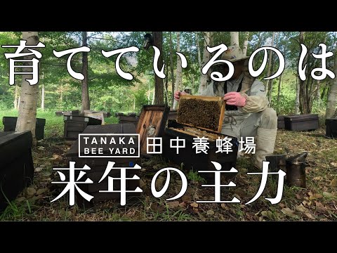 北海道で新王育成を頑張る　夏は来年のことを考えている