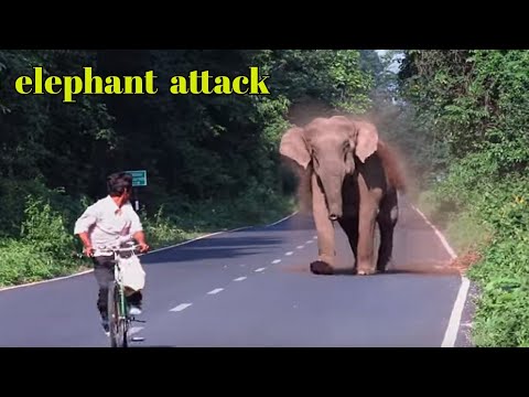 elephant chasing bike rider | elephant attacks 😱😱😱