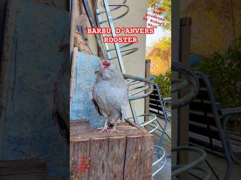 Tiny rooster of the Barbu d‘Anvers crowing #fancychickens #roosterscrowing #chickens #bantams #farm