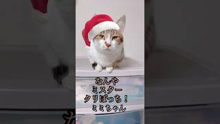 猫達が欲しいクリスマスプレゼントとは？#shorts