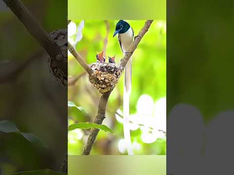 Love from the bird's father and mother.❤️❤️ 鳥のお父さん、鳥のお母さんからの愛。来自鸟爸鸟妈的爱。