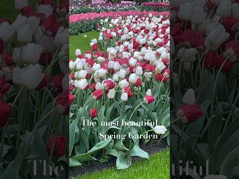 The most Beautiful Spring Garden in the world #flowers #spring #music #nature #travel #trending #fyp