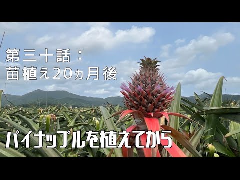 【第三十話】パイナップルの成長過程を追って 〜 苗を植えてから 〜