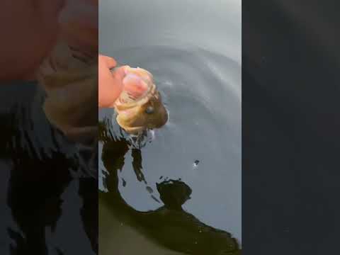 Big Bass Release and Dive #fishing #beginnerfishing #bassfishing #short