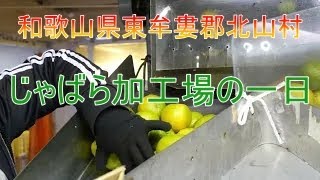 北山村 じゃばら工場の一日