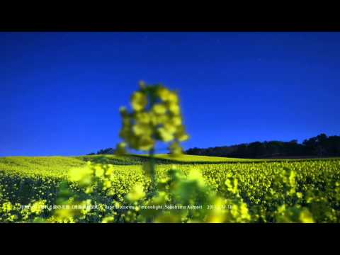 Time lapse #035 月明かりの菜の花畑　Rape blossoms in YokohamaTown 2011-05