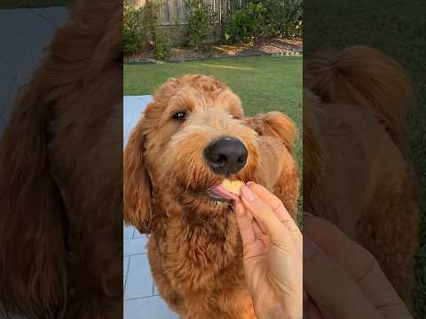 Dust off your aprons, we’re making single-ingredient dog treats! #recipe #dogtreats #dogtraining