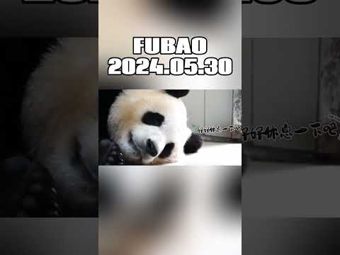 🐼FUBAO，2024.05.30 #panda #fubao