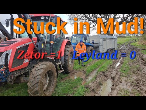 Zetor tractor rescues Leyland tractor  "Stuck in the Mud " Sheep trailer to Heavy