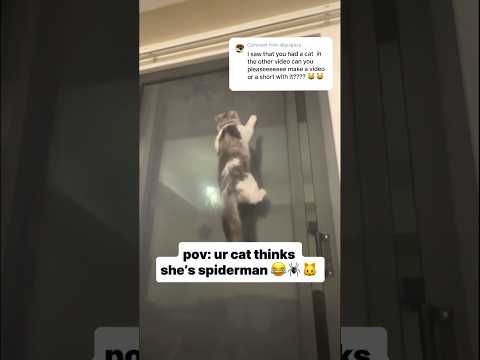 here ya go 🤣 Spider-Cat 🕷️🐱 #eimaansisters #cat #spidercat #spiderman  ​⁠@marvel @spiderman