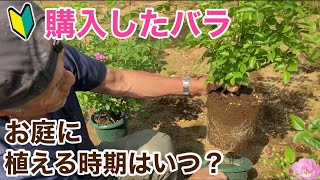 【プロが丁寧に解説】バラを庭に植える時期はいつ？バラ生産50年の生産農家の場合