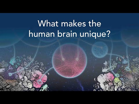 What makes the human brain unique?