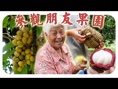 婆婆去榴莲芭吃吃喝喝，好开心！| Durian farm