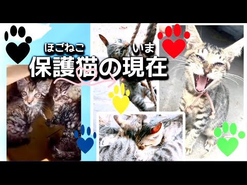 捨て猫を拾ったその後…