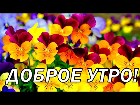 Доброе утро! Пожелание доброго утра.Волшебная Музыка Сергея Чекалина! Добрые пожелания друзьям.