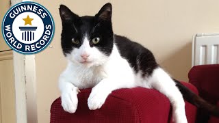 Loudest Purring Cat - Guinness World Records