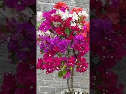 Cool Method, How to grafting Bougenvillea for beginner