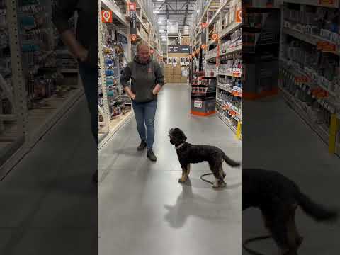 Millie ~ 8 Month Old Bernadoodle ~ Off Leash K9 Training Phoenix #phoenixdogtraining