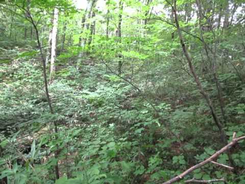 【白神山地・十二湖散策】