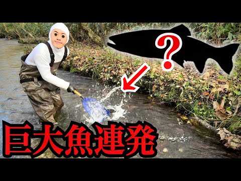 【がさがさ】巨大魚だらけの川でぽへみんにガサガサさせたらとんでもない事にw w w w