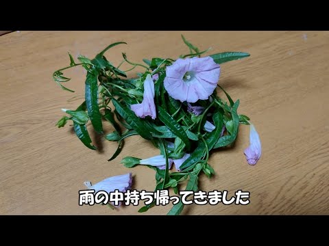 ひるがおのパン作れなかった