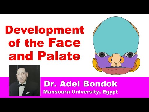 Development and Anomalies of the Face and Palate, Dr Adel Bondok