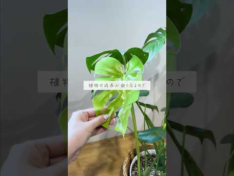 🍀冬に根腐れしない　観葉植物の水やり🍀【☘Life with Houseplant】11-2#shorts