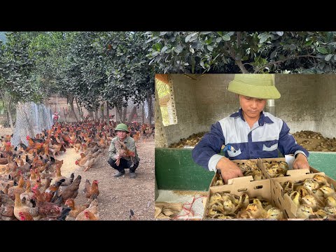 How to baby chicks WITHOUT USING ANTIBIOTICS, Daily work on the farm - CHICKEN FARM