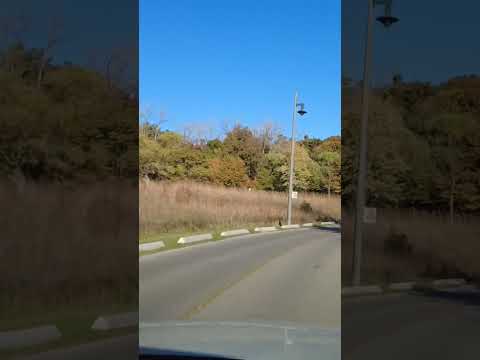 Fall Colors #fallfoliage #autumncolours #canada #shortvideo #apt.