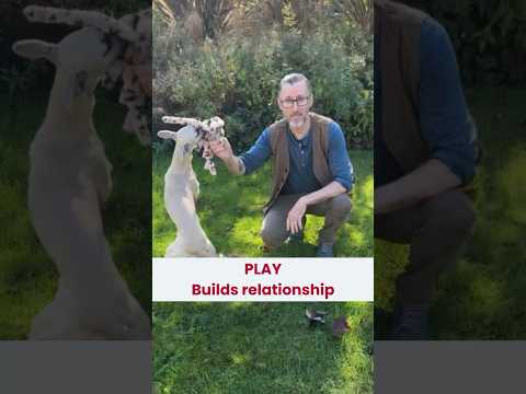 PLAY Builds your relationship with your pet.