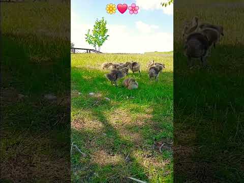 Эти - ПУШИСТИКИ, ГУСЯТАЧКИ - НА ПРИРОДЕ В СЕЛЕ ❤️🪿 #гусь #goose #lovebirds #animals