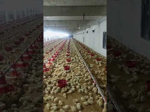 poultry #henfarminginpakistan #broilerchicks #birdslover #broiler_poultry_farm