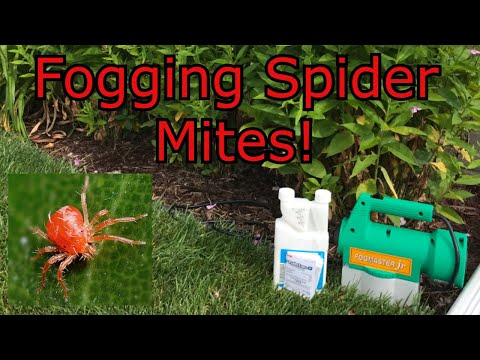 Spider Mite Control with Talstar P and Fog Master Jr.