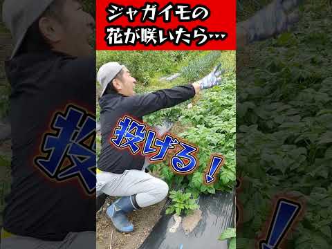 じゃがいも栽培でやらない方がいい事？#家庭菜園 #園芸 #栽培 #じゃがいも栽培