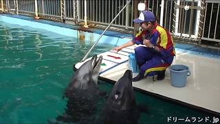 《イルカがブチ切れ！》それでも続けるイルカショー　鳥羽イルカ島