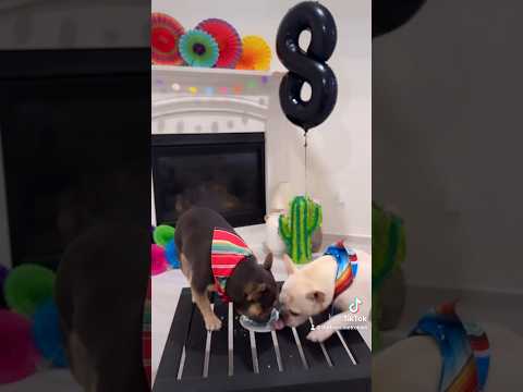 French Bulldogs Eating Birthday Cake | Max and Bo | Texas Hold ‘Em | Frenchie Trekker TV #Dog