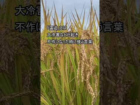 業界と政府で意見が対立😵‍💫米需要の「逼迫」とは　#米騒動 #令和の米騒動 #お金 #米 #農業