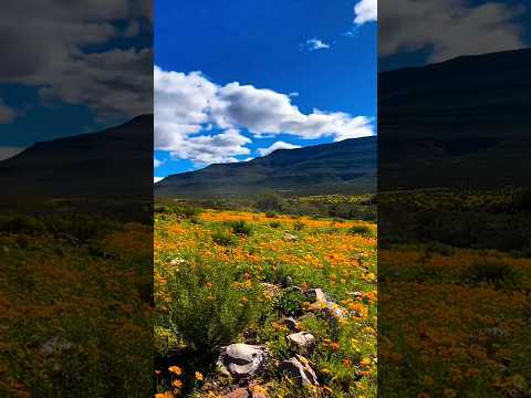 Namaqualand West Coast 🇿🇦 #reels #shorts #namaqualand #southafrica #wildhorse #wildflowers #fyp #wow