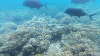 日本沖繩~宮古島海底世界 4k