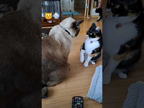 強気な猫。実は小心者の三毛猫#shorts#みけねこ #愛猫#cat